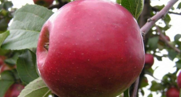 Popis, charakteristika a zimovzdornost jabloně červené rané, pěstování